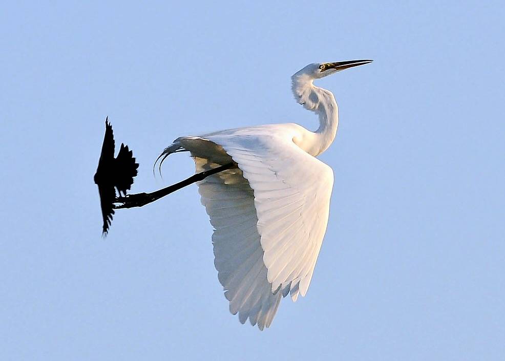 Redwinged Blackbird Vs Great Egret by keyimages-photography is licensed under CC BY-SA 2.0